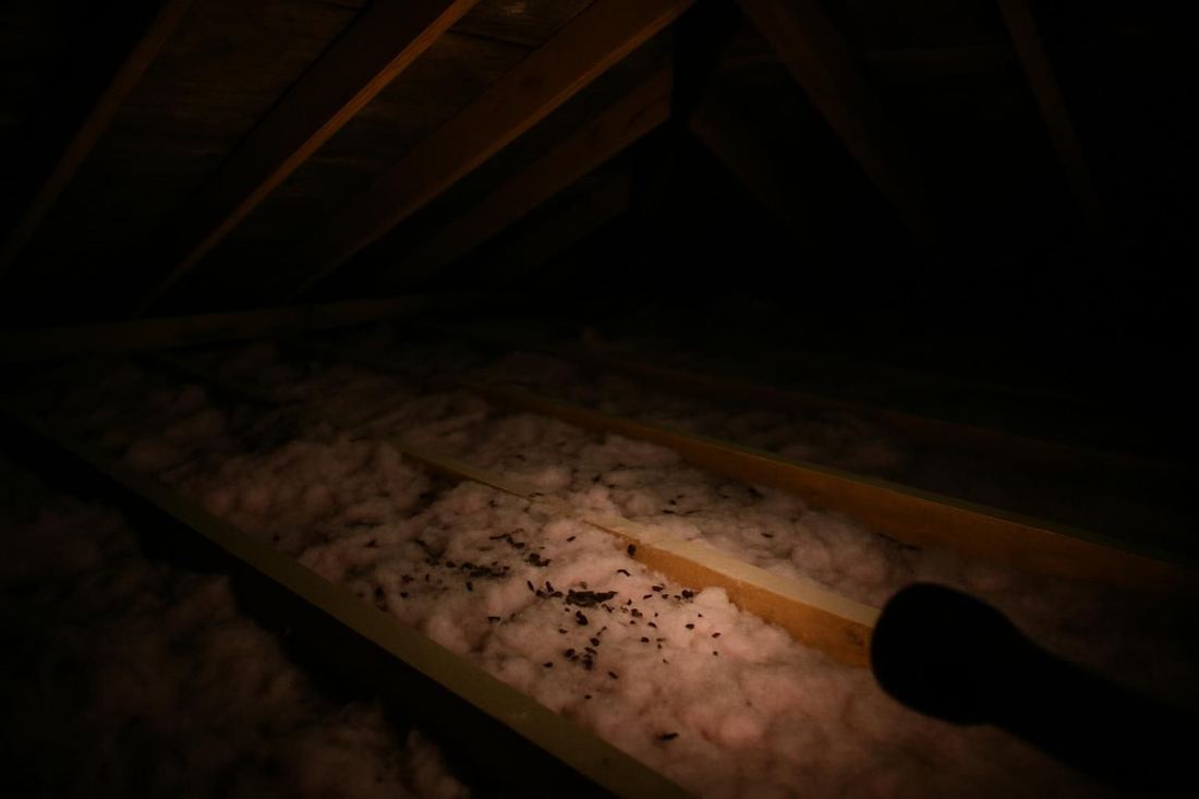 Rodent Inspection in Memphis, TN