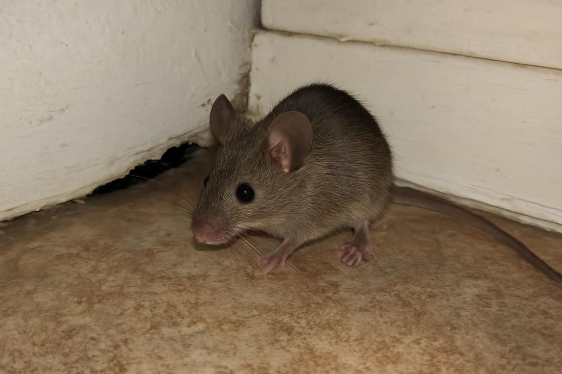 Mouse Control in Memphis, TN