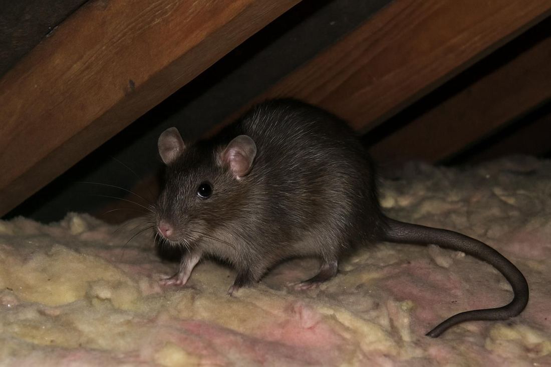 Rat Control in Memphis, TN